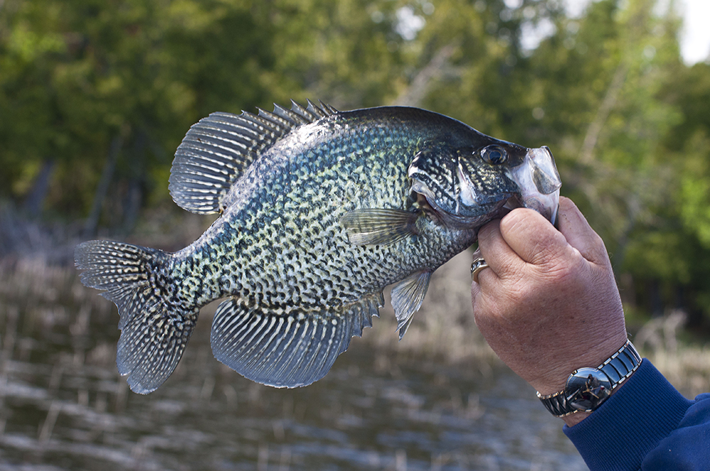 Spring Crappie tips for Rainy Lake in Northern Minnesota - Minnesota  Vacations
