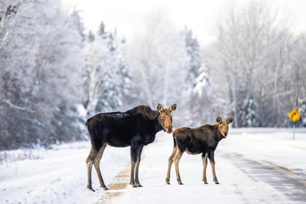 Two moose, an adult and a calf, stand on a snow-covered road near Rainy Lake, Minnesota, surrounded by wintry trees. The sky is overcast and snowy, with a yellow road sign visible in the background. | Rainy Lake, MN