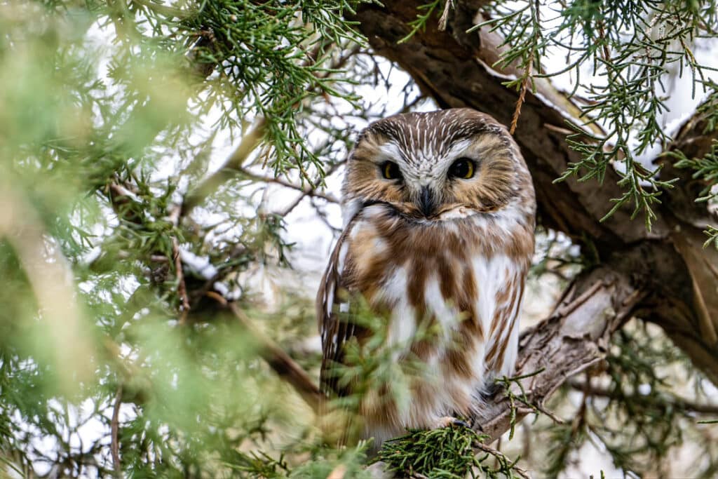 A small brown and white owl with striking yellow eyes is perched among the dense branches and green needles of a tree on Rainy Lake, Minnesota, partially hidden by foliage. | Rainy Lake, MN
