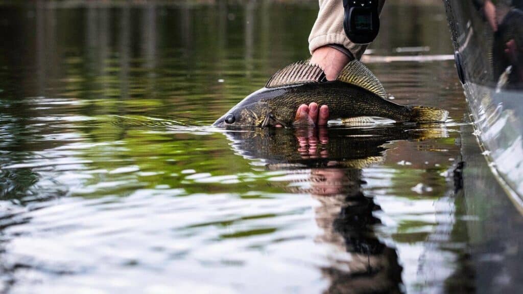 A person releases a large bass fish back into the calm waters of Rainy Lake from a boat, with the fish's reflection shimmering on the water's surface. | Rainy Lake, MN