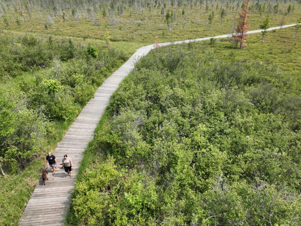 Aerial view of three people, one with a dog, walking on a wooden boardwalk winding through dense green shrubs and a grassy, open landscape near Rainy Lake in Minnesota. | Rainy Lake, MN