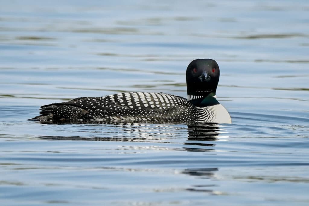 A common loon with a black head, red eyes, and black-and-white spotted body floats on the calm waters of Rainy Lake, Minnesota, creating a clear reflection. | Rainy Lake, MN