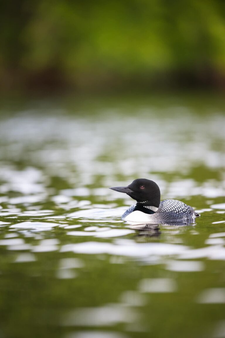 A common loon with black-and-white plumage floats on calm green water in Minnesota’s Rainy Lake, with a blurred green background. | Rainy Lake, MN