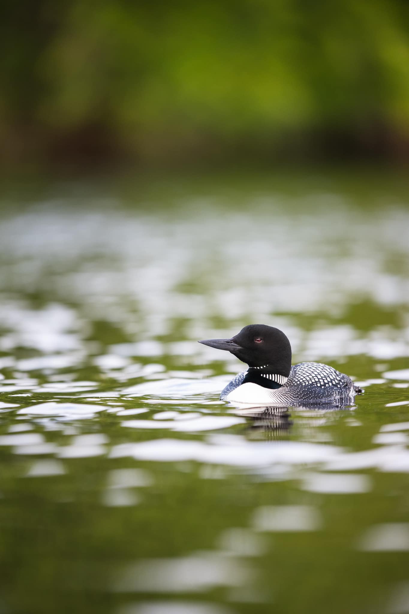Wildlife in Northern Minnesota