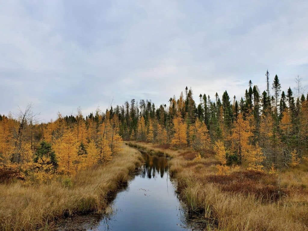 A calm river winds through a marsh surrounded by tall grasses and trees with autumn foliage in shades of orange and yellow, beneath a cloudy Minnesota sky near Rainy Lake. | Rainy Lake, MN