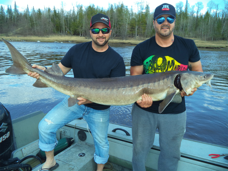Angler holding a lake sturgeon during Rainy Lake sturgeon season