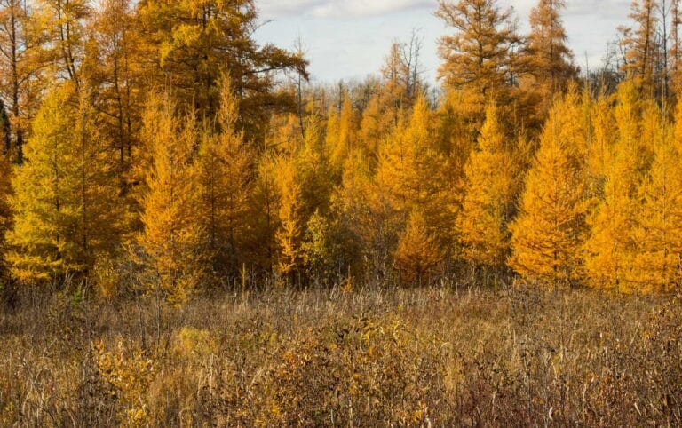 Golden tamarack trees in Northern Minnesota during fall
