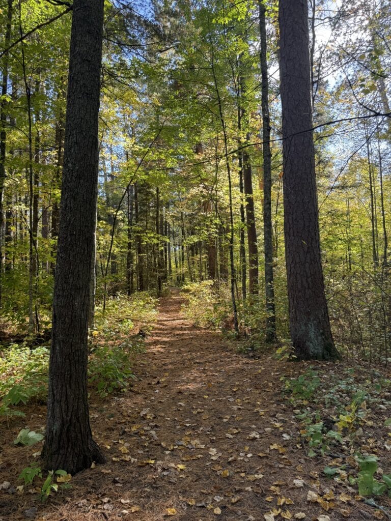 A sunlit forest path covered with fallen leaves winds through tall, green trees along the Voyageurs hiking trails. Sunlight filters through the branches, casting dappled shadows on the ground. The scene is peaceful and inviting. | Rainy Lake, MN