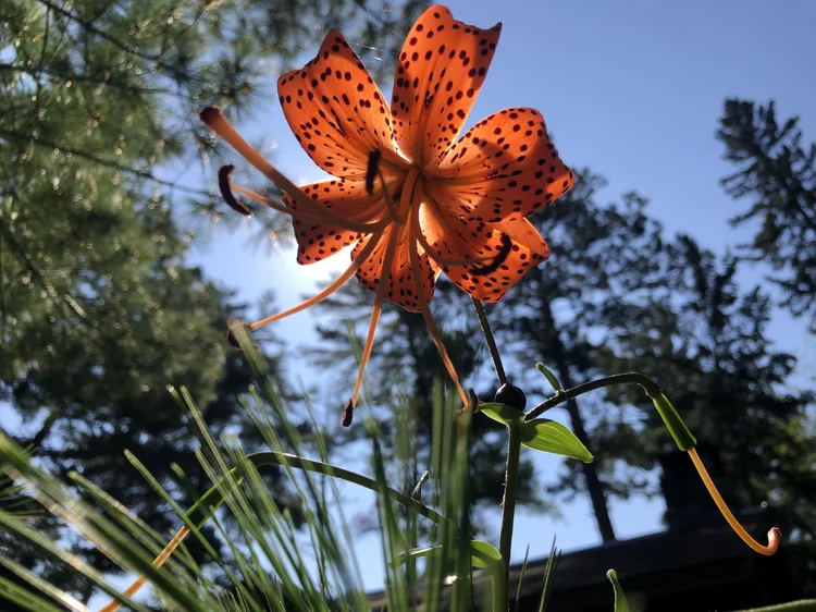 A close-up of an orange tiger lily with black spots, photographed from below against a blue sky and tall trees. Sunlight filters through the petals, creating a glowing effect. Green leaves and stems are in the foreground. | Rainy Lake, MN