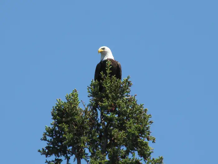 A bald eagle with a white head and yellow beak is perched at the top of a tall evergreen tree against a clear blue sky, embodying the wild beauty often seen in Voyageurs National Park near Rainy Lake. | Rainy Lake, MN